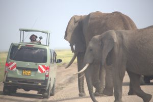 Manchmal kommen Elefanten in Amboseli sehr nahe an Besucher heran.