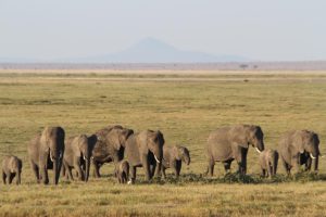 Abends ziehen viele Elefantenfamilien in die Weidegründe außerhalb des Parks