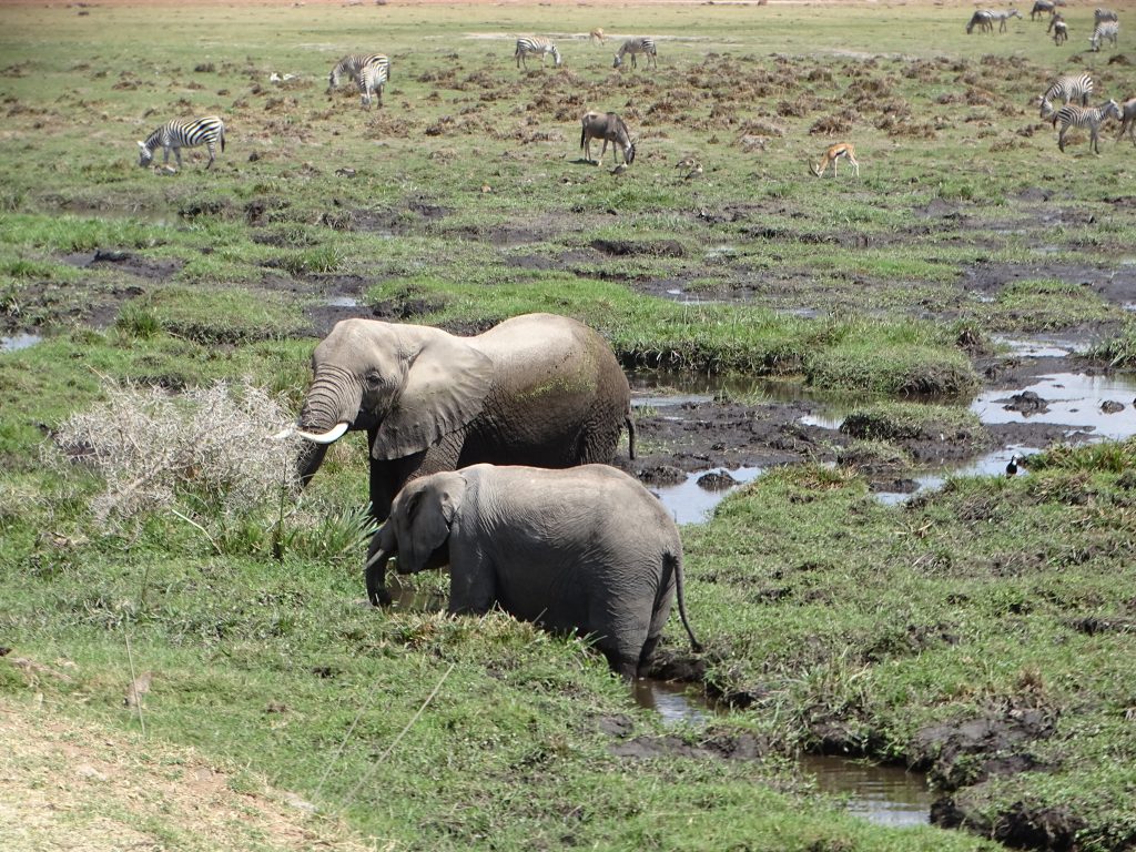 Elefanten teilen die Weideflächen mit anderen Tieren.
