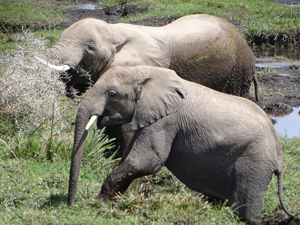 Elefanten am Rand eines Sumpfes.
