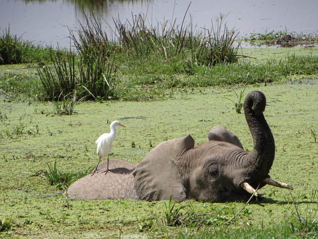 Elefant mit Kuhreiher mitten im Sumpf.