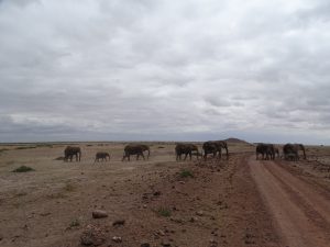 Elefantenfamilie auf ihrer Wanderung