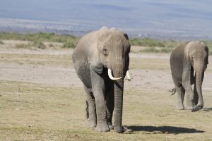 Elefanten durchqueren die Ebene in Amboseli
