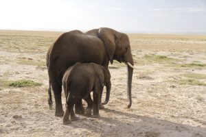 Elefantenkuh mit Kalb in der verdorrten Savanne Amboselis