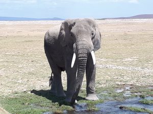Elefantenbulle am Rand des Sumpfes vor vertrockneter Ebene