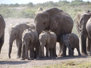 Elefantenkuh mit Kälbern