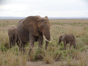 Elefantenkuh mit zwei Kälbern aus der OB-Familie