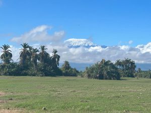 Grünes Gras und ein schneebedeckter Kilimanjaro nach Beginn der Regenzeit