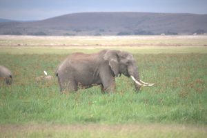 Ein Elefantenbulle in den Amboseli-Sümpfen