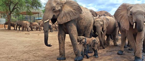 Der zweite Elefanten-Urenkel in Ithumba: Mala