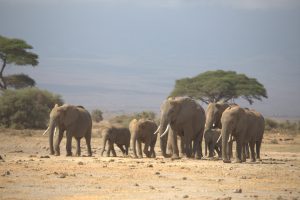 Eine Elefantenfamilie auf dem Weg durch Amboseli